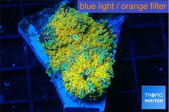 Ricordea yuma 24k 2 polyps WYSIWYG acclimaté