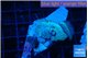Discosoma deep blue avatar 2 polyps WYSIWYG acclimaté