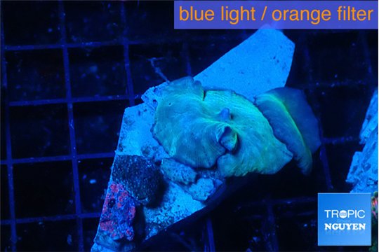 Discosoma deep blue avatar 2 polyps WYSIWYG acclimaté