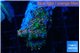 Ricordea yuma tricolor 2-3 polyps WYSIWYG acclimaté