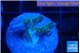 Seriatopora caliendrum green 1-2 cm WYSIWYG acclimaté