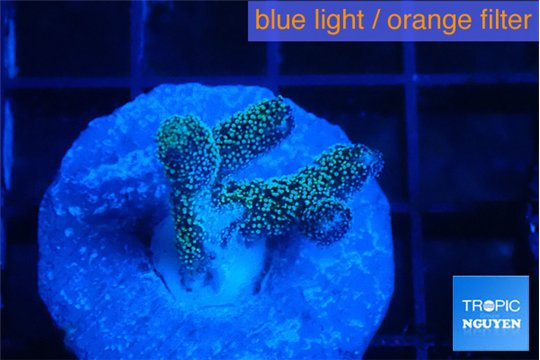 Seriatopora caliendrum green 1-2 cm WYSIWYG acclimaté