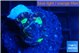 Caulastrea green purple 4 polyps WYSIWYG acclimaté