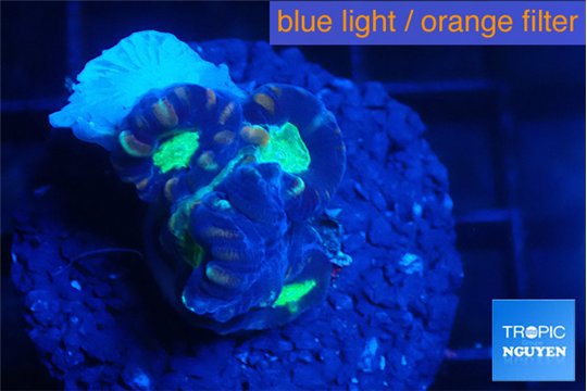 Caulastrea green purple 4 polyps WYSIWYG acclimaté