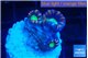 Caulastrea green purple 3 polyps WYSIWYG acclimaté