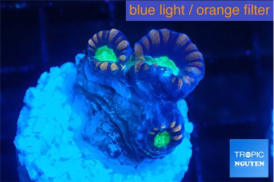 Caulastrea green purple 3 polyps WYSIWYG acclimaté