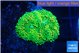 Ricordea floridae green gold 1 polyp WYSIWYG acclimaté
