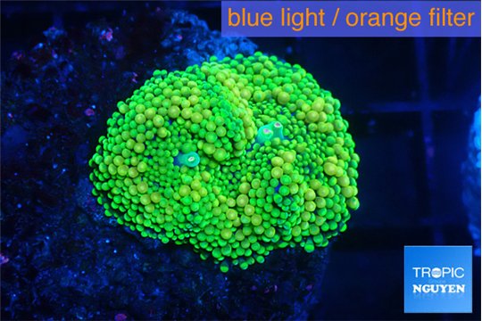 Ricordea floridae green gold 1 polyp WYSIWYG acclimaté