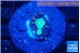Caulastrea green purple 1 polyp WYSIWYG acclimaté