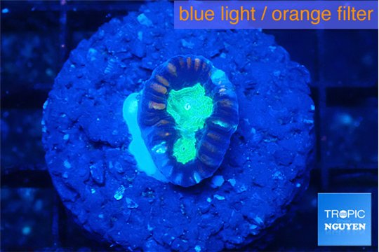 Caulastrea green purple 1 polyp WYSIWYG acclimaté
