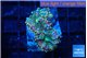 Ricordea yuma purple green 2 polyps WYSIWYG acclimaté