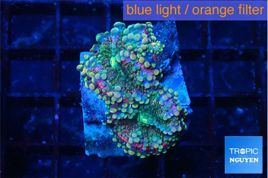 Ricordea yuma purple green 2 polyps WYSIWYG acclimaté