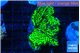 Montipora green 4-5 cm WYSIWYG acclimaté