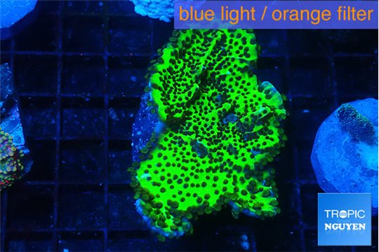 Montipora green 4-5 cm WYSIWYG acclimaté