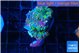Ricordea yuma purple green 2-3 polyps WYSIWYG acclimaté