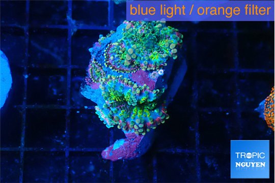 Ricordea yuma purple green 2-3 polyps WYSIWYG acclimaté