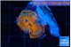 Rhodactis red blue superman 1 polyp WYSIWYG acclimaté