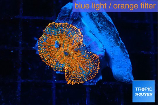 Rhodactis red blue superman 1 polyp WYSIWYG acclimaté