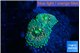 Ricordea floridae green 2 polyps WYSIWYG acclimaté
