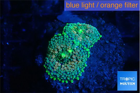 Ricordea floridae green 2 polyps WYSIWYG acclimaté