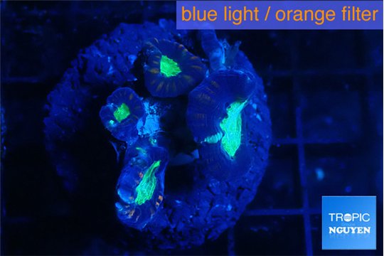 Caulastrea green purple 4 polyps WYSIWYG acclimaté
