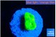 Caulastrea neon green 2 polyps WYSIWYG acclimaté