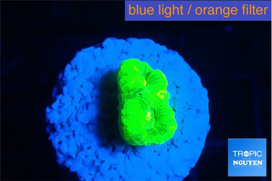 Caulastrea neon green 2 polyps WYSIWYG acclimaté