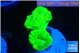 Caulastrea neon green 3 polyps WYSIWYG acclimaté