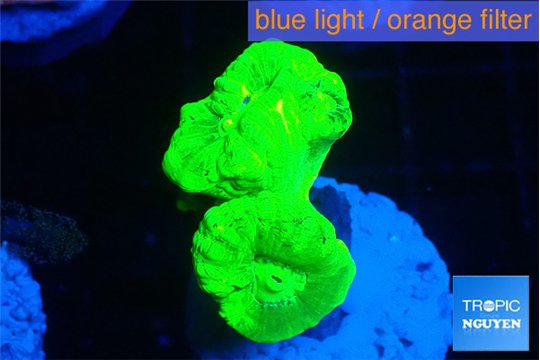 Caulastrea neon green 3 polyps WYSIWYG acclimaté