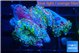 Ricordea yuma rainbow 3 polyps WYSIWYG acclimaté