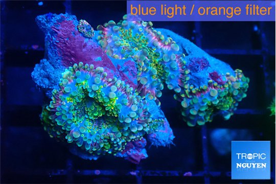 Ricordea yuma rainbow 3 polyps WYSIWYG acclimaté
