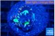 Caulastrea green purple 3 polyps WYSIWYG acclimaté