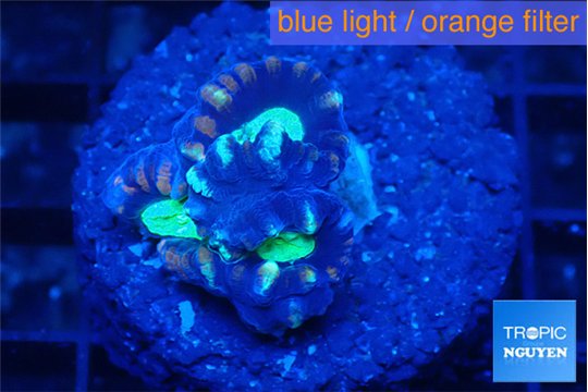 Caulastrea green purple 3 polyps WYSIWYG acclimaté