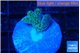 Seriatopora caliendrum green 1-2 cm WYSIWYG acclimaté