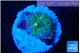 Ricordea yuma green 1 polyp WYSIWYG acclimaté