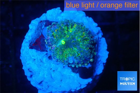Ricordea yuma green 1 polyp WYSIWYG acclimaté