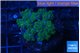 Pocillopora damicornis green 2-4 cm WYSIWYG acclimaté