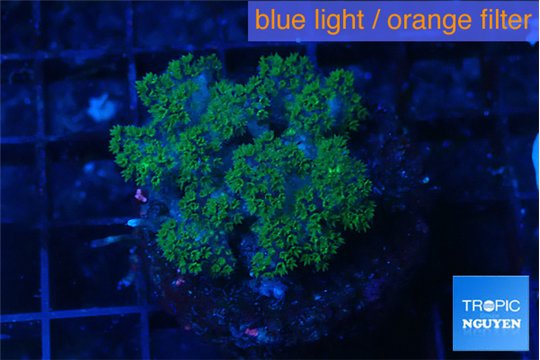 Pocillopora damicornis green 2-4 cm WYSIWYG acclimaté