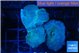 Discosoma deep blue avatar 3 polyps WYSIWYG acclimaté