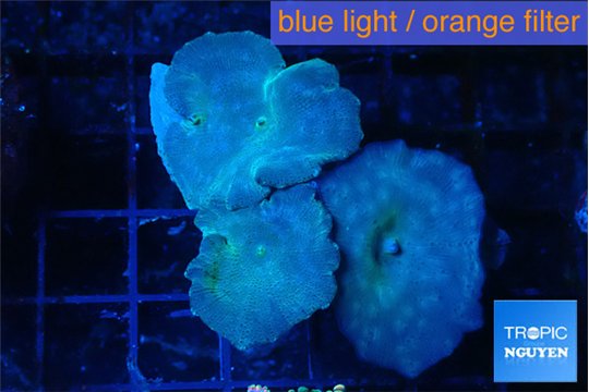 Discosoma deep blue avatar 3 polyps WYSIWYG acclimaté