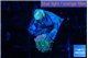 Ricordea yuma rainbow small polyps 1 polyp WYSIWYG acclimaté