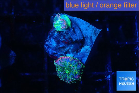 Ricordea yuma rainbow small polyps 1 polyp WYSIWYG acclimaté