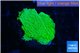 Montipora green plate 2-3 cm WYSIWYG acclimaté