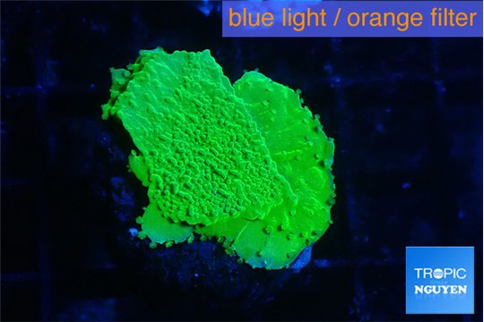 Montipora green plate 2-3 cm WYSIWYG acclimaté