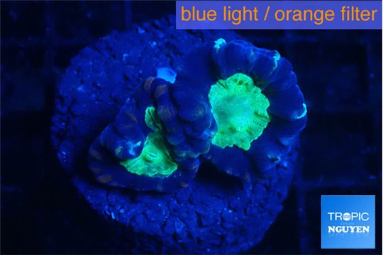 Caulastrea green purple 2 polyps WYSIWYG acclimaté