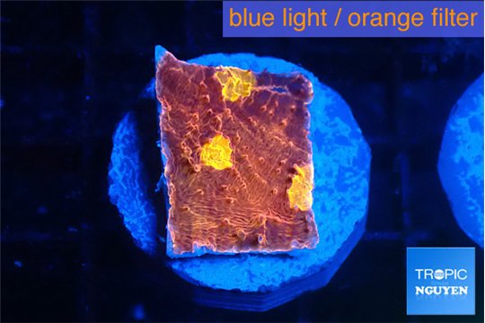 Echinophyllia gold mine 2-3 cm WYSIWYG acclimaté