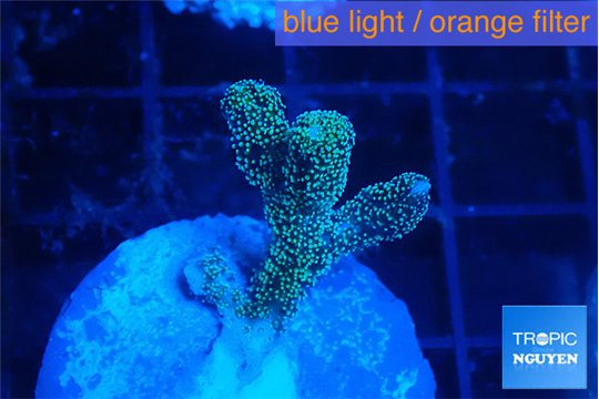 Seriatopora caliendrum green 2-3 cm WYSIWYG acclimaté