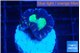 Caulastrea green purple 1-2 polyps WYSIWYG acclimaté