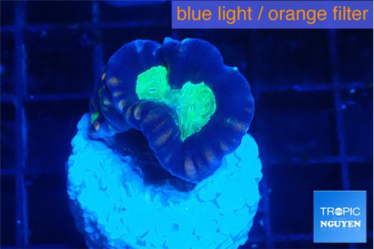Caulastrea green purple 1-2 polyps WYSIWYG acclimaté