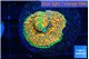 Ricordea floridae orange rainbow 1 polyp WYSIWYG acclimaté